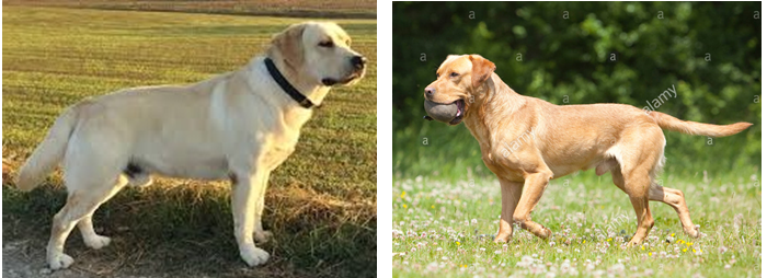 labrador linee